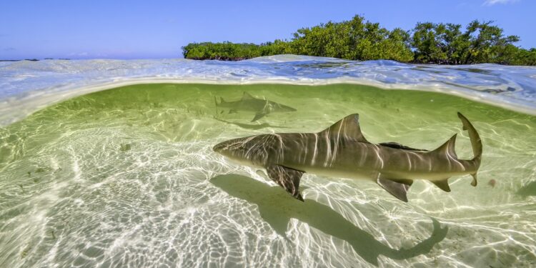 Lemon sharks swim in the shallow waters by the mangrove forests of Bimini, Bahamas