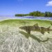 Lemon sharks swim in the shallow waters by the mangrove forests of Bimini, Bahamas