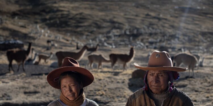 Teresa Mendoza (46) y Agustin Gutierrez (67) se dedican a la crianza de alpacas, la venta de su fibra es el principal sustento económico de los pobladores de la comunidad de Phinaya en Cusco, Peru. Perú posee la mayor cantidad de alpacas (85 %) en el mundo. Sin embargo, por efecto del cambio climático la crianza de estos camelidos se hace mas dificil debido a las heladas, sequias y escasez de pastos.
