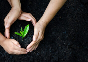 environment Earth Day In the hands of trees growing seedlings. Bokeh green Background Female hand holding tree on nature field grass Forest conservation concept