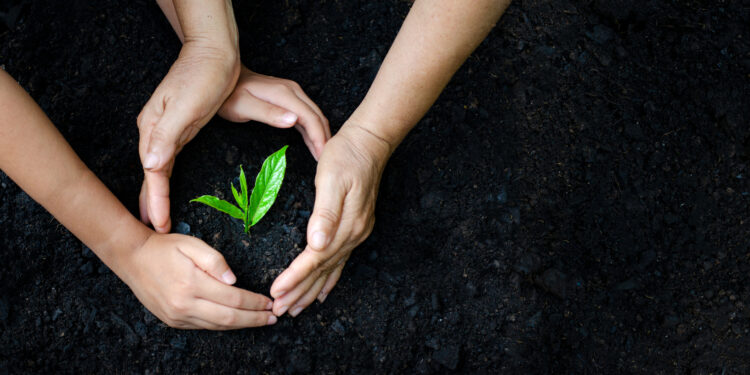 environment Earth Day In the hands of trees growing seedlings. Bokeh green Background Female hand holding tree on nature field grass Forest conservation concept