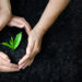 environment Earth Day In the hands of trees growing seedlings. Bokeh green Background Female hand holding tree on nature field grass Forest conservation concept