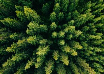 Aerial top view of summer green trees in forest in rural Finland. Drone photography