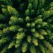 Aerial top view of summer green trees in forest in rural Finland. Drone photography