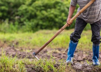 A male farmer who is using a shovel to dig the soil in his rice fields.