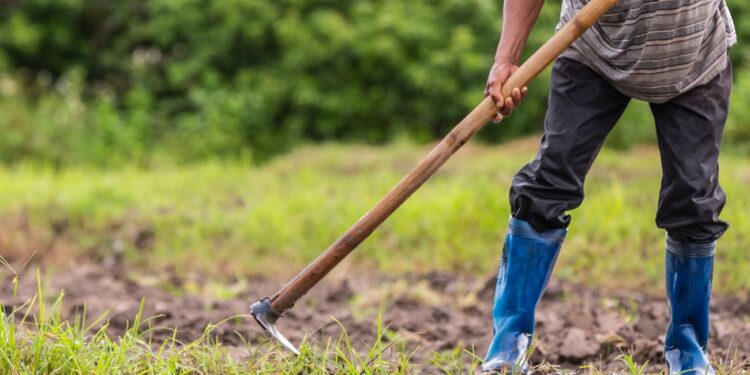 A male farmer who is using a shovel to dig the soil in his rice fields.