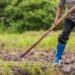 A male farmer who is using a shovel to dig the soil in his rice fields.