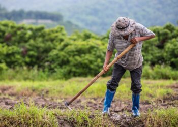 A male farmer who is using a shovel to dig the soil in his rice fields.