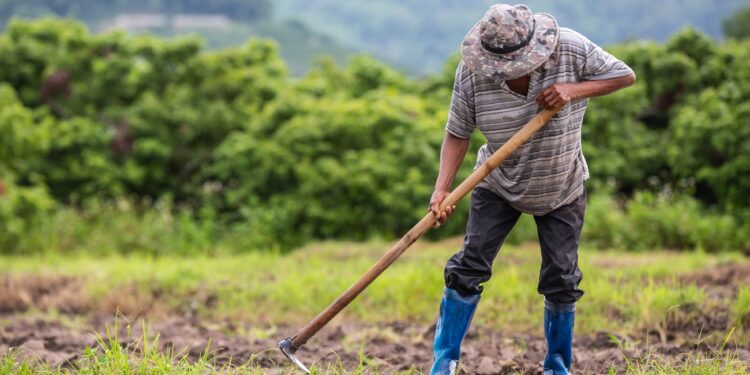 A male farmer who is using a shovel to dig the soil in his rice fields.