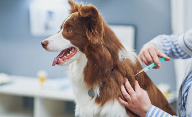 Brown Border Collie dog during visit in vet. High quality photo