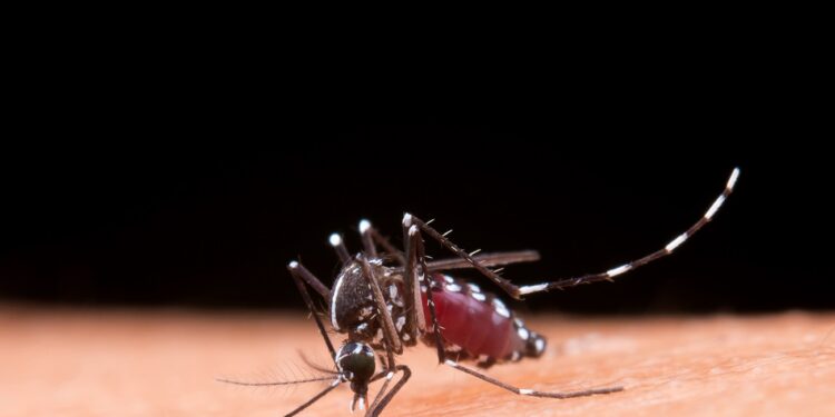 Mosquito macro photography