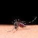 Mosquito macro photography