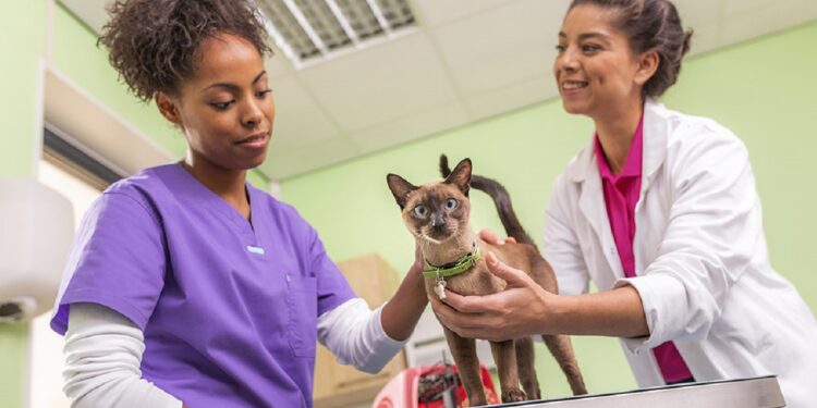 Feline Bravecto vet clinic 7007 96dpi