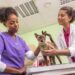 Feline Bravecto vet clinic 7007 96dpi