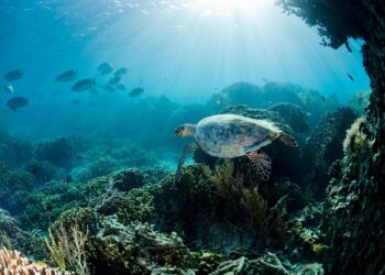 A critically endangered hawksbill turtle swims over the coral gardens at Kanawa Island near Flores, Indonesia. The island is located in the Komodo National Park.
