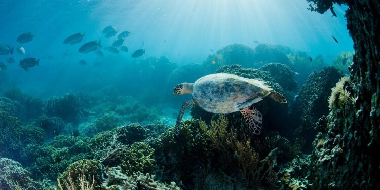 A critically endangered hawksbill turtle swims over the coral gardens at Kanawa Island near Flores, Indonesia. The island is located in the Komodo National Park.