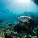 A critically endangered hawksbill turtle swims over the coral gardens at Kanawa Island near Flores, Indonesia. The island is located in the Komodo National Park.