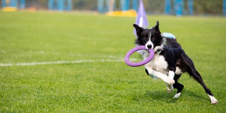 Sportive dog performing during the lure coursing in competition