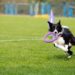 Sportive dog performing during the lure coursing in competition