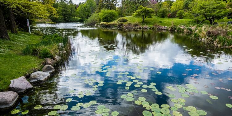 A lake with the reflection of clouds in a park surrounded by a lot of green trees
