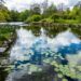 A lake with the reflection of clouds in a park surrounded by a lot of green trees