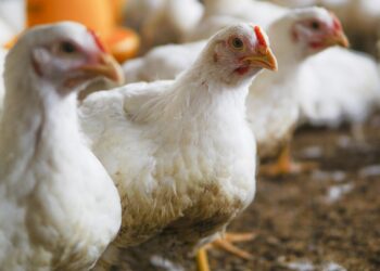 The white chicken in a farm