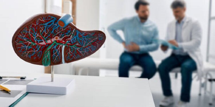 Liver anatomical model on doctor's table during hepatologist consultation for patient with side pain in background. Treatment liver diseases in medicine, conceptual image