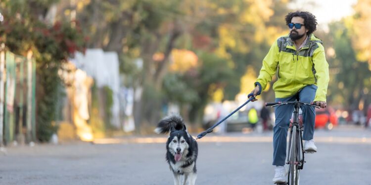 Young Latino man with sunglasses, curly hair and beard, riding a bicycle with his husky dog