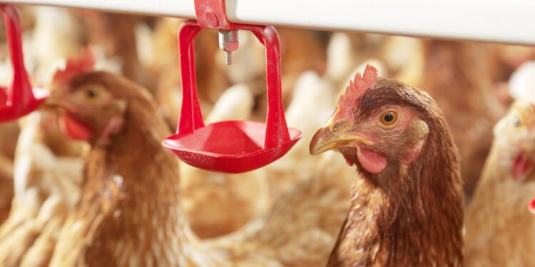 Poultry 13287 300dpi