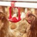 Poultry 13287 300dpi
