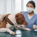 Unrecognizable Hispanic female doctor wearing mask on face working in vet clinic with adult pitbull terrier dog