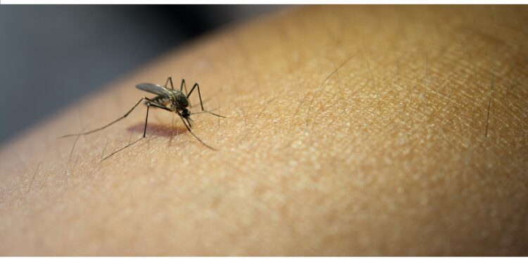 Close-up of mosquito sucking blood from human arm.