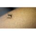 Close-up of mosquito sucking blood from human arm.