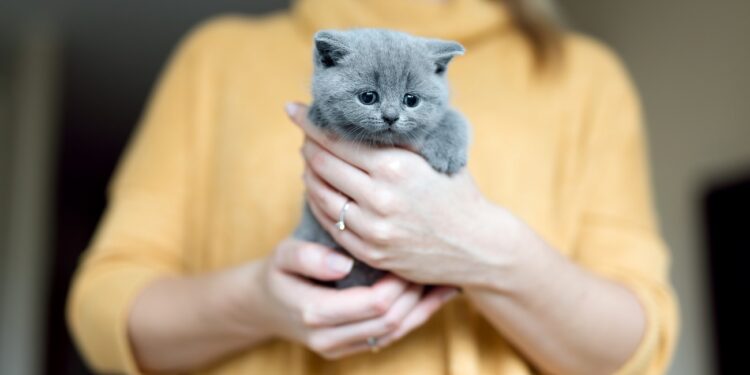 Grey adorable kitty held by a woman standing in a background. Furry love. British shorthair cat.