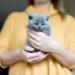 Grey adorable kitty held by a woman standing in a background. Furry love. British shorthair cat.