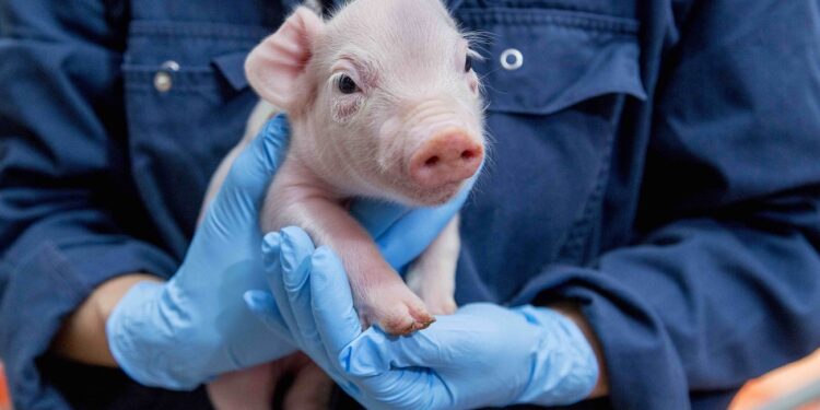 Swine 14686 300dpi