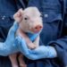 Swine 14686 300dpi