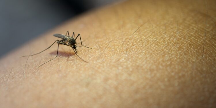 Close-up of mosquito sucking blood from human arm.