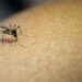 Close-up of mosquito sucking blood from human arm.