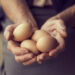 Close up of an elderly woman's hands, holding organic produced eggs. Selective focus