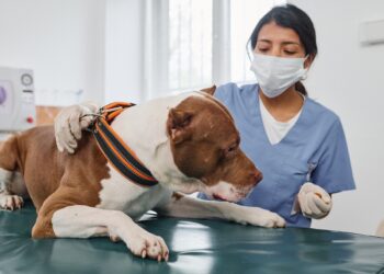 Unrecognizable Hispanic female doctor wearing mask on face working in vet clinic with adult pitbull terrier dog