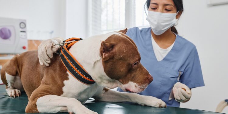Unrecognizable Hispanic female doctor wearing mask on face working in vet clinic with adult pitbull terrier dog