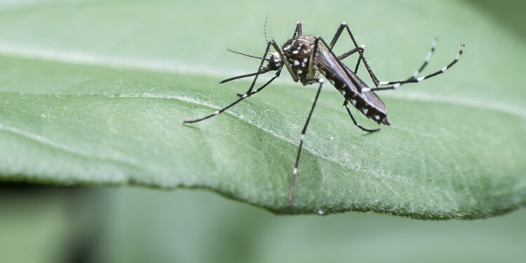 mosquito drinks blood out of man