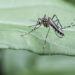 mosquito drinks blood out of man