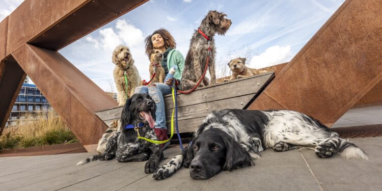 Canine Bravecto dogwalker 4929 300dpi