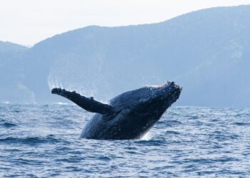 A humpback whale breaches. (Credit: Silverback Films and Open Planet Studios/Steve Benjamin)