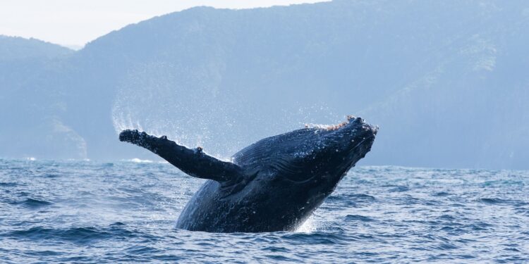 A humpback whale breaches. (Credit: Silverback Films and Open Planet Studios/Steve Benjamin)