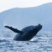 A humpback whale breaches. (Credit: Silverback Films and Open Planet Studios/Steve Benjamin)
