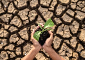 boy are stand holding seedlings are in dry land in a warming world.