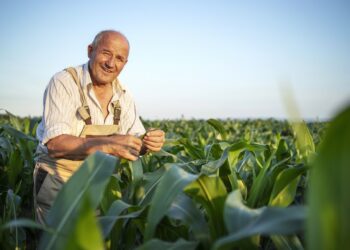 Portrait of senior hardworking farmer agronomist in corn field checking crops before harvest.